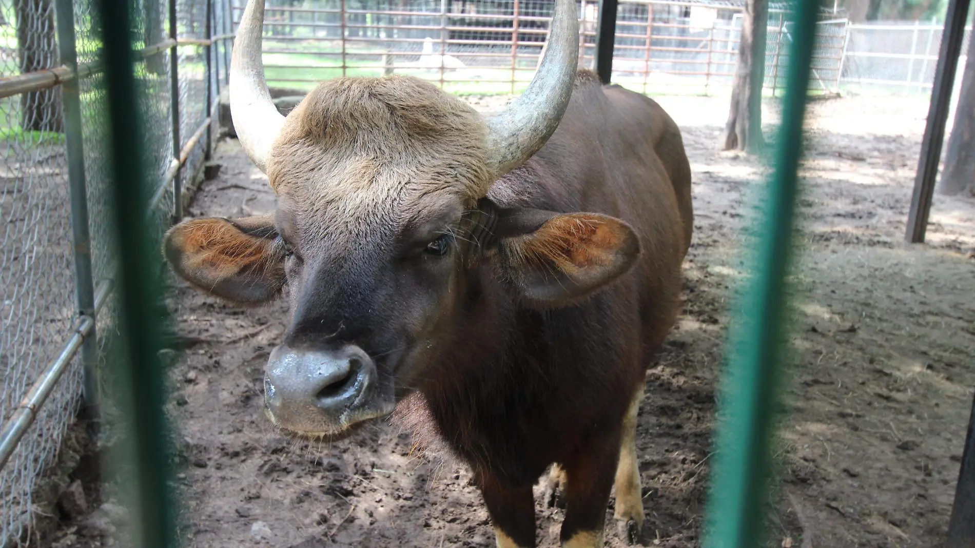 GAUR (3)